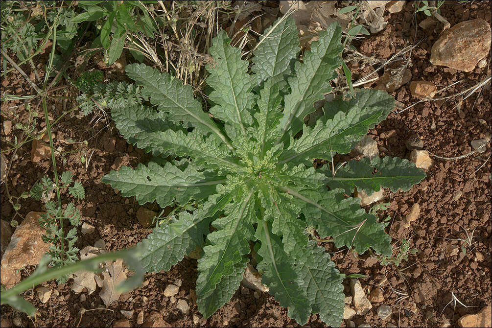 Image of moth mullein