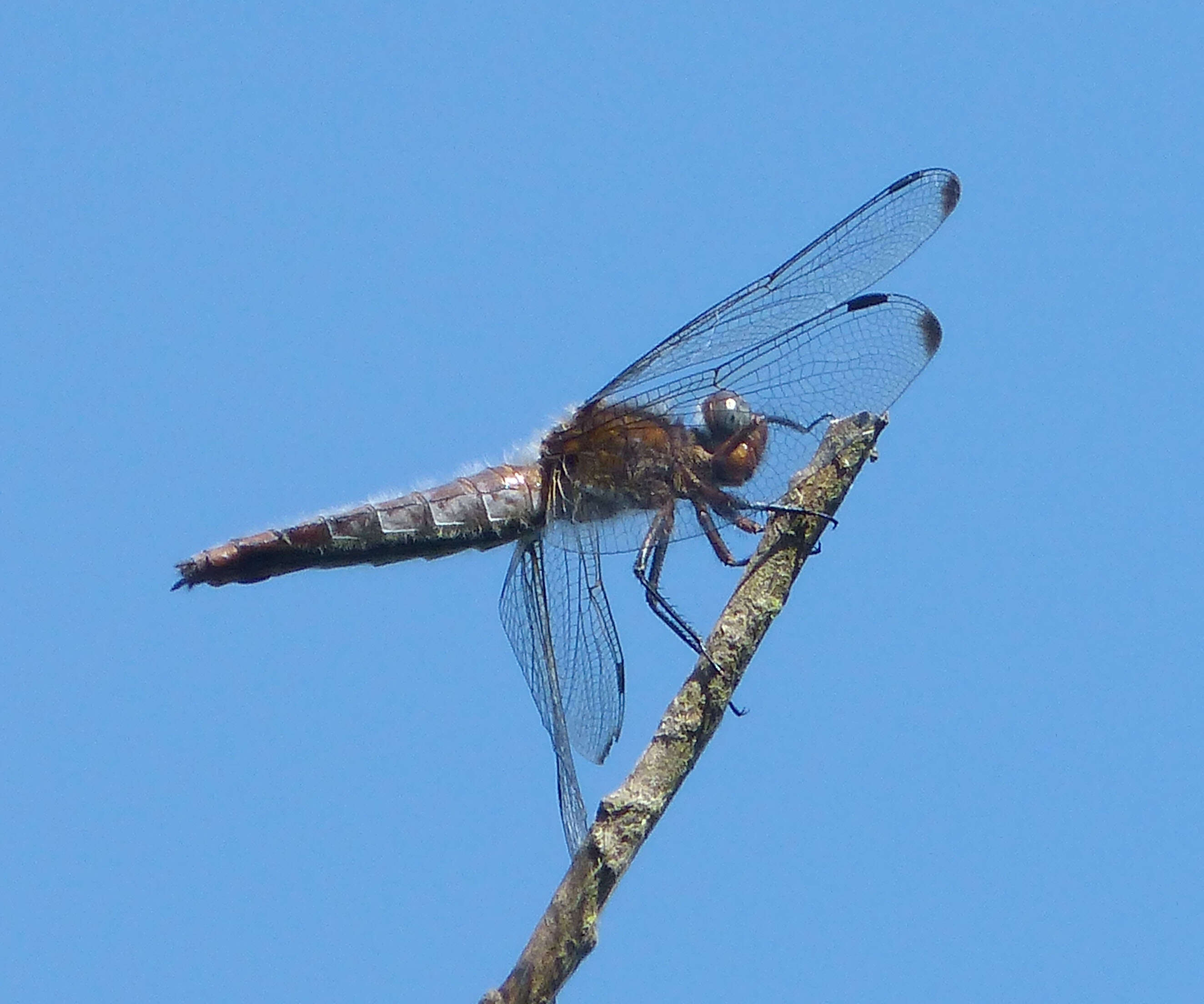 Image of Blue Chaser