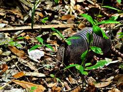 Image of long-nosed armadillos