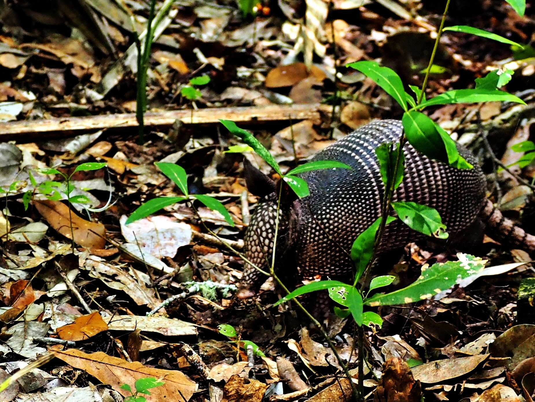 Image of long-nosed armadillos