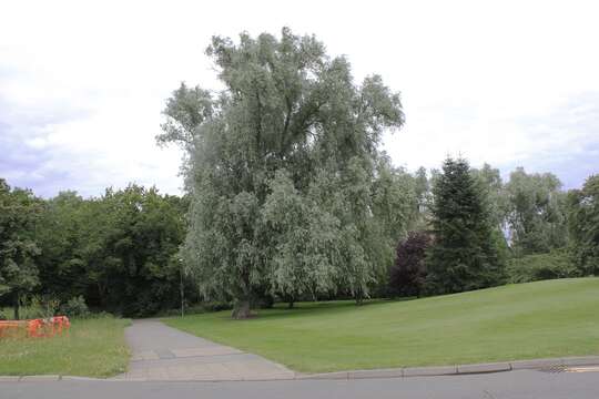 Image of White Willow