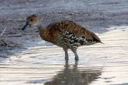 Image de Dendrocygne des Antilles