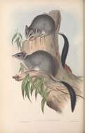 Imagem de Phascogale Temminck 1824