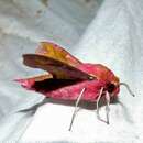 Image of small elephant hawk-moth