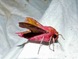 Image of small elephant hawk-moth