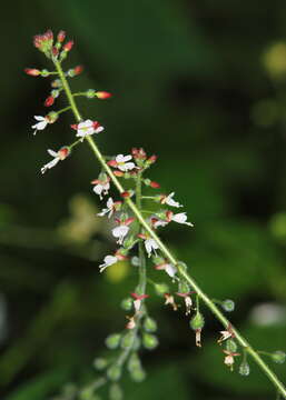 Image of Biota