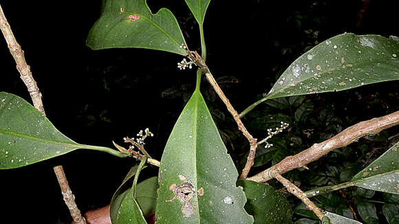 Image of Cybianthus densiflorus Miq.