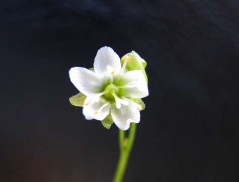 صورة Drosera anglica Huds.