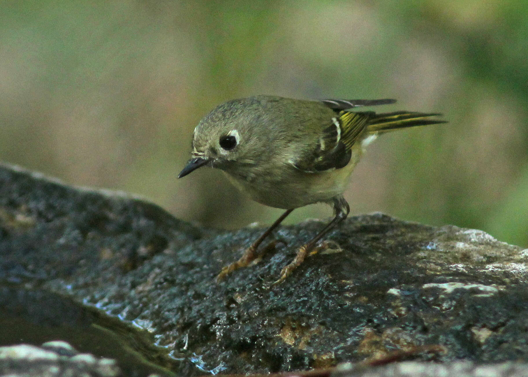 Image of goldcrests and kinglets