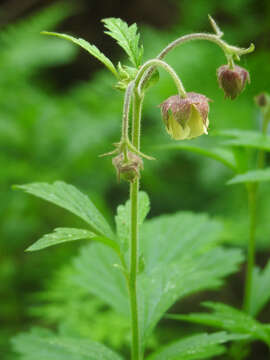 Image of avens