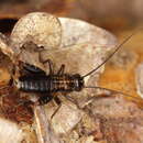 Image of wood-cricket