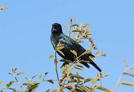 Image of Lamprotornis Temminck 1820