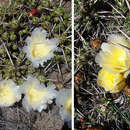 Image of Maihuenia patagonica (Phil) Britton & Rose
