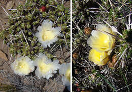 Image of Maihuenia patagonica (Phil) Britton & Rose