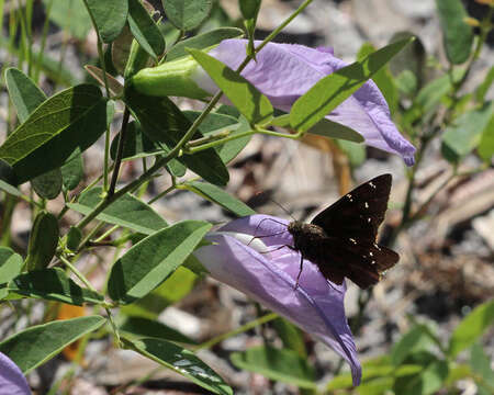 Image of Northern Cloudywing