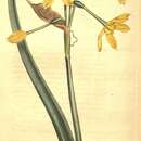 Image of Narcissus bicolor L.