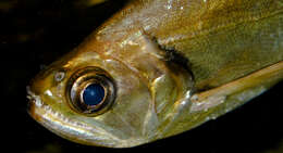 Image of dogteeth tetras