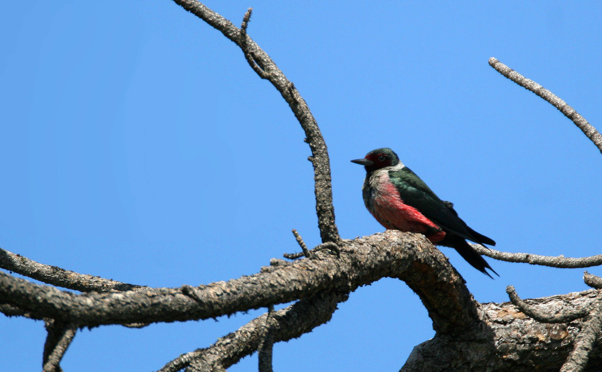 Image of Lewis's Woodpecker