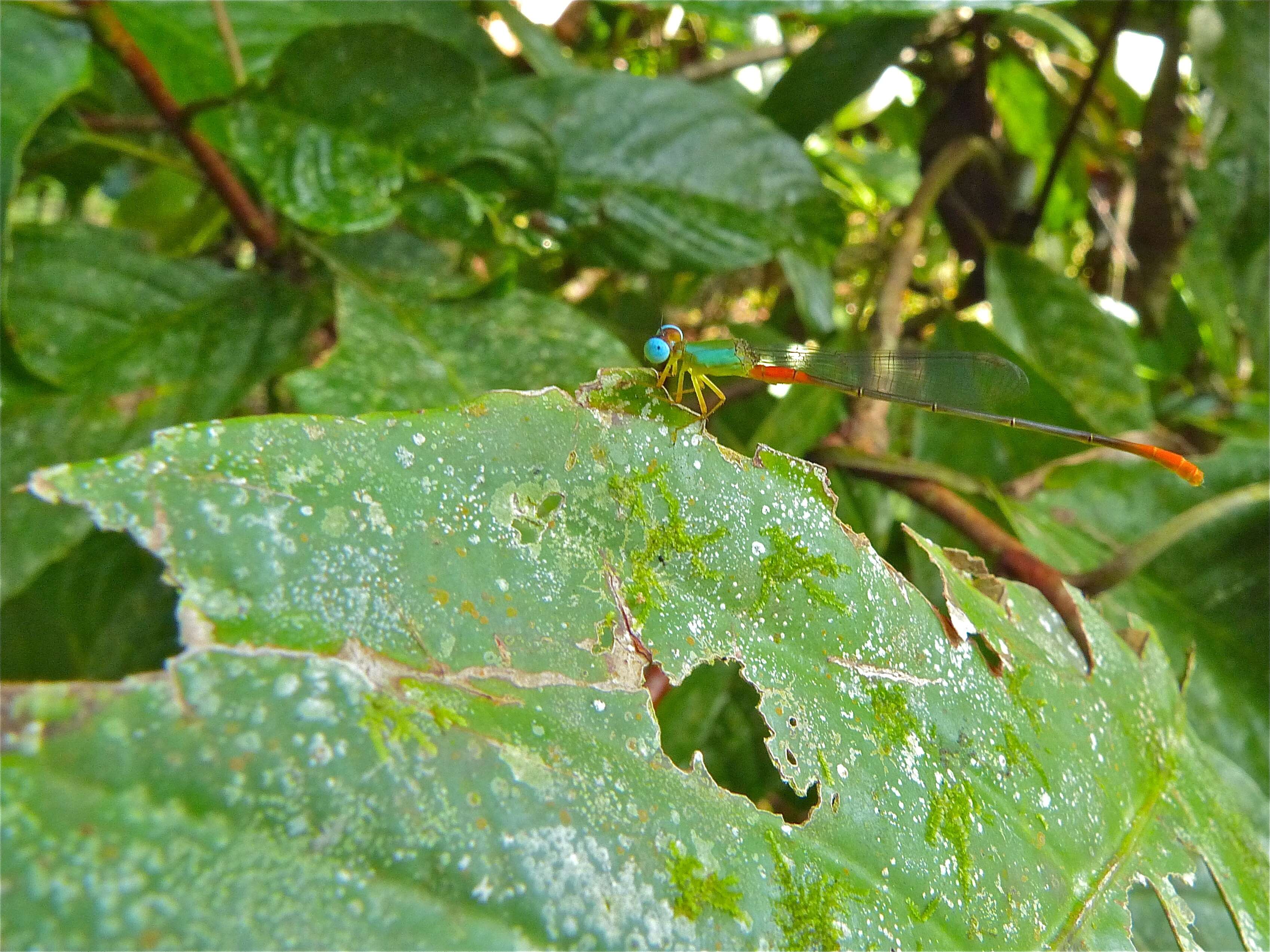 Image of bi-coloured damsel