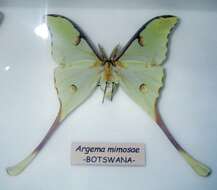 Image of African Luna moth