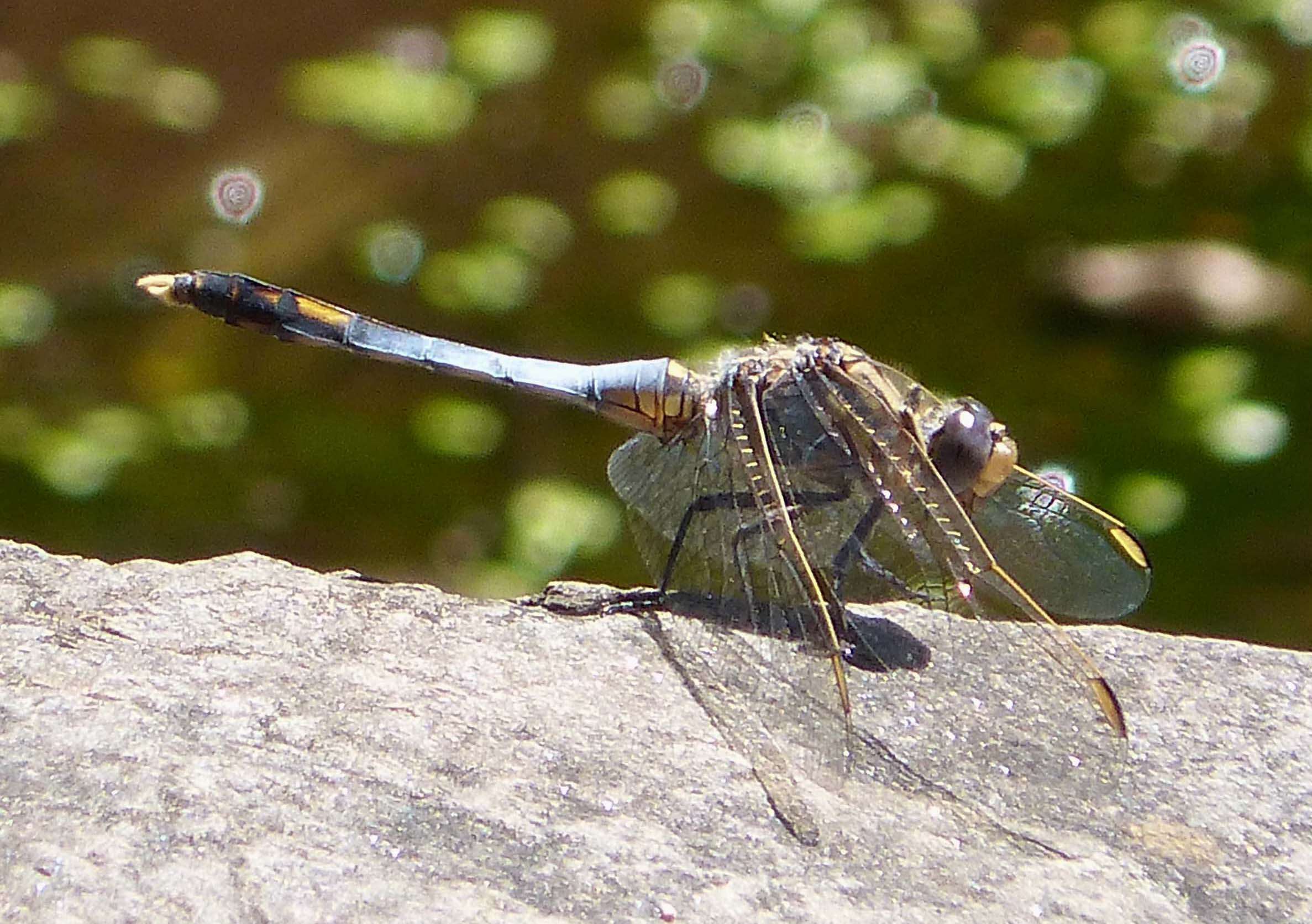 Image of Skimmers (Dragonflies)