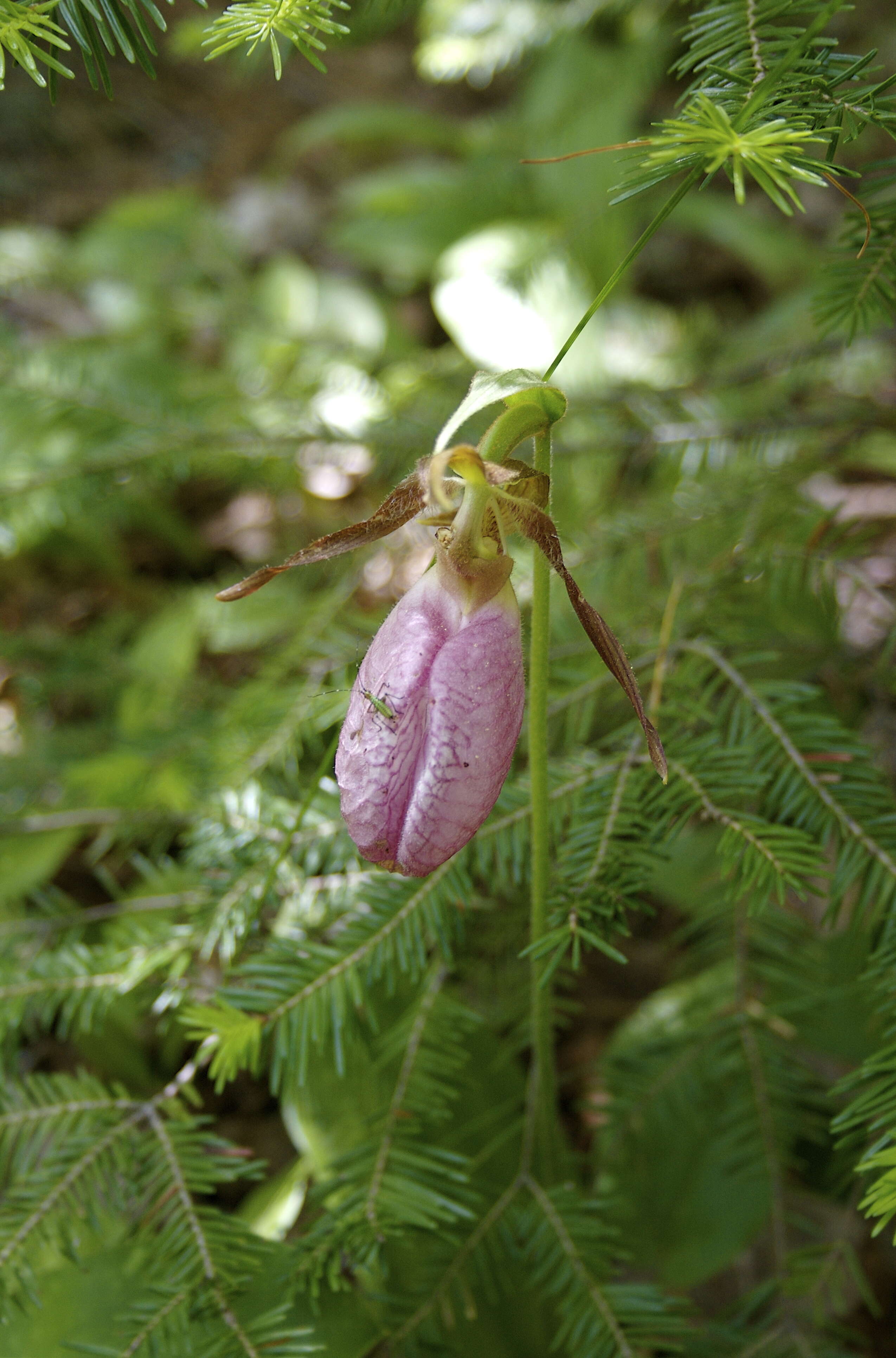 Слика од Cypripedium