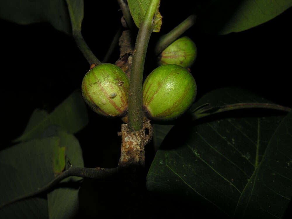 Image of Ficus paraensis (Miq) Miq.