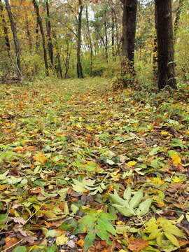 Image of European ash