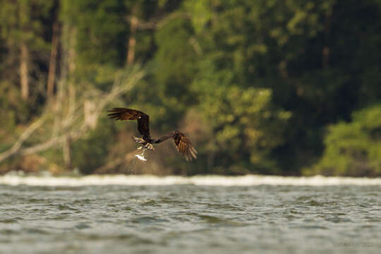 Image of ospreys