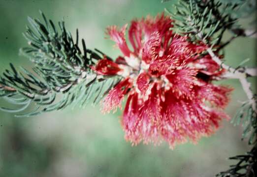 Image of Melaleuca hislopii Craven & R. D. Edwards