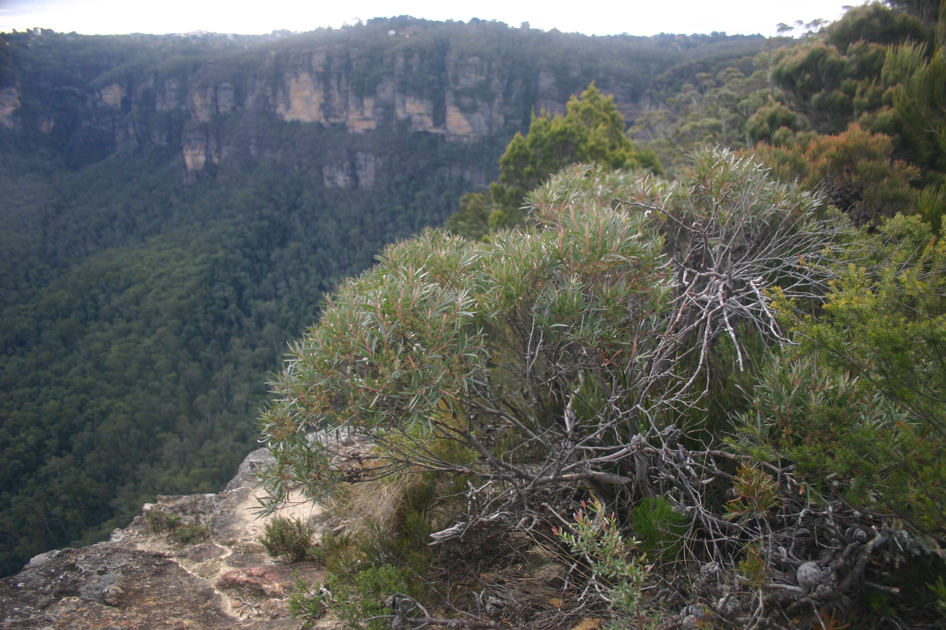 Image of Eucalyptus cunninghamii Sweet