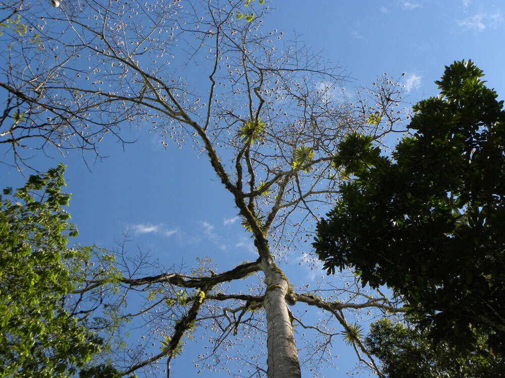 Image of ceiba