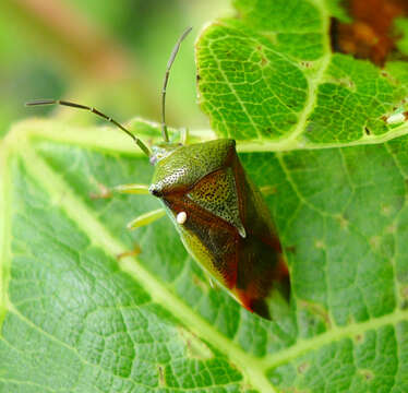 Elasmostethus interstinctus (Linnaeus 1758) resmi