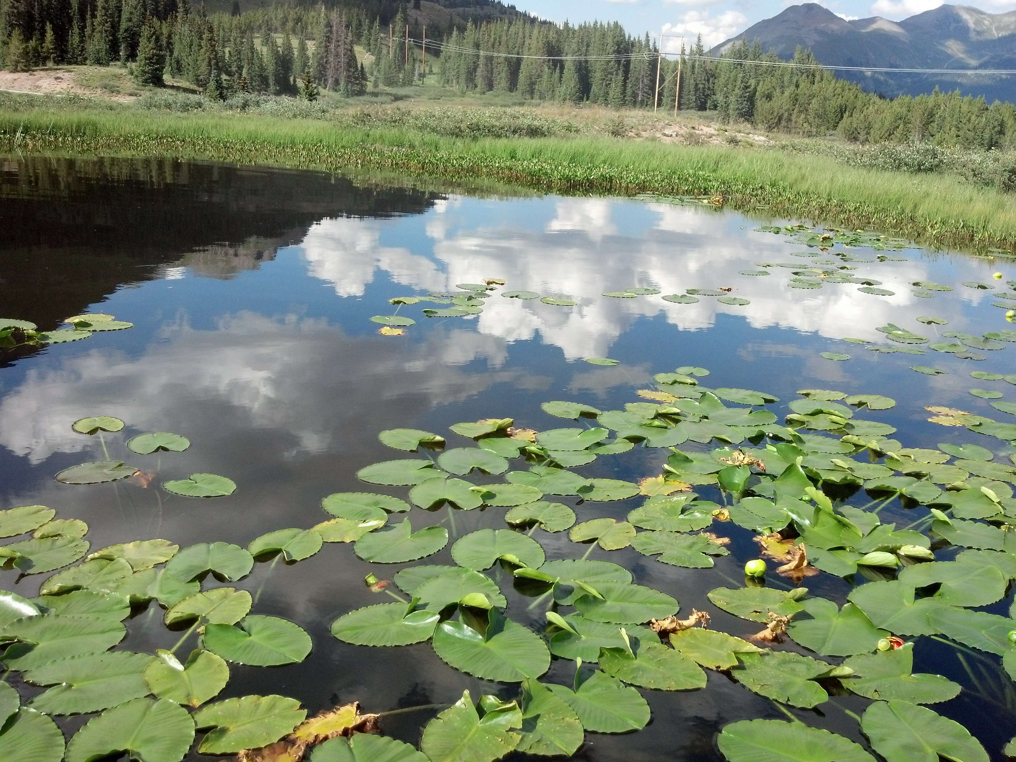 Image of pond-lily