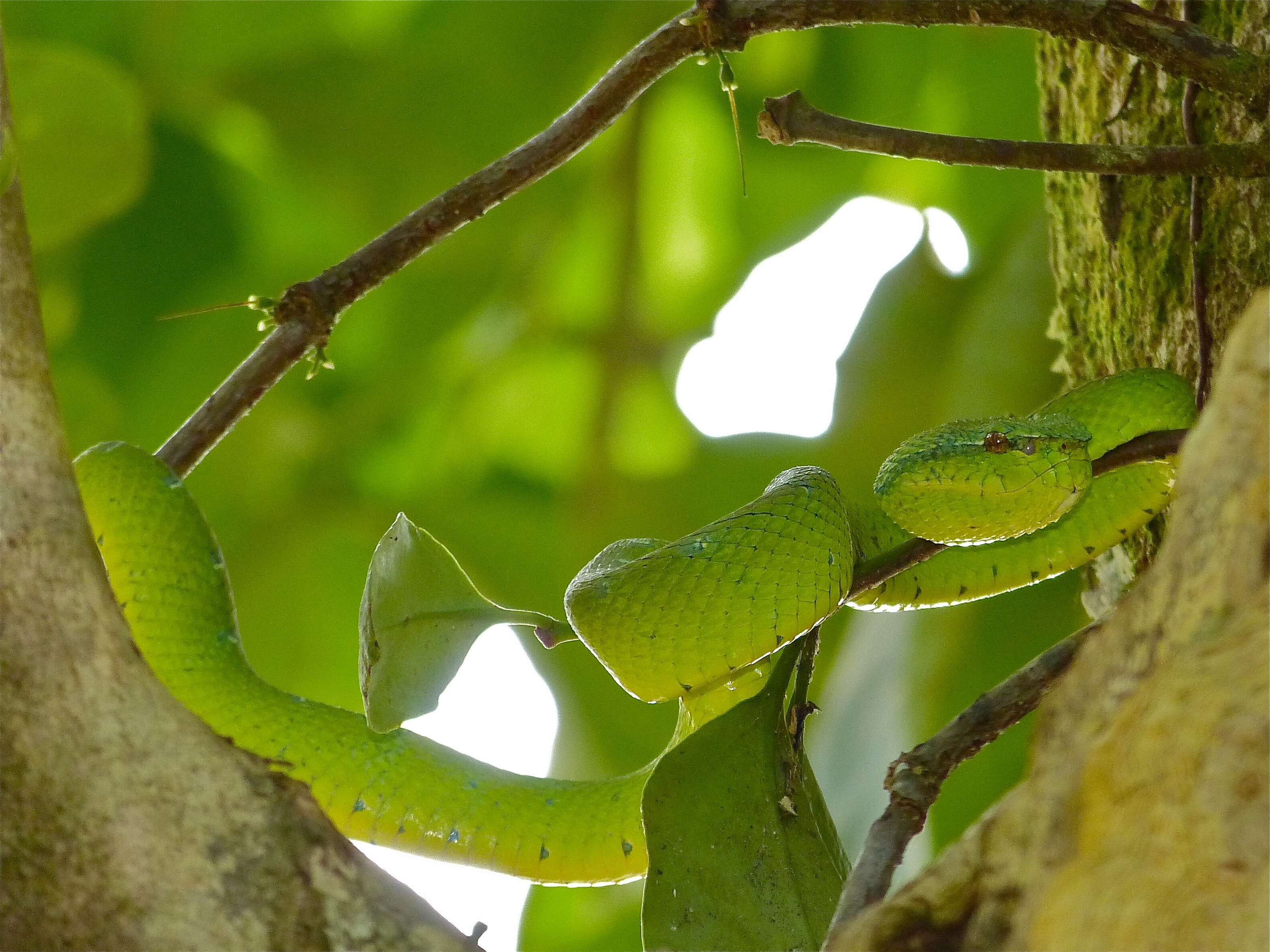 Image de Tropidolaemus subannulatus (Gray 1842)