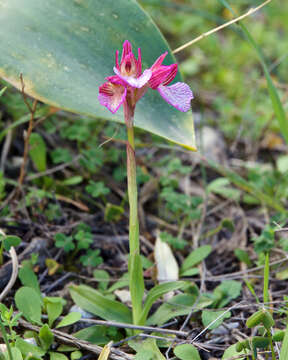 Image of Butterfly orchid