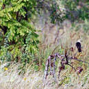 Image of White-headed Buffalo Weaver