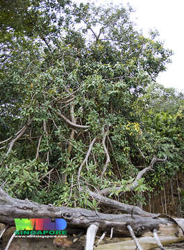Ficus consociata Bl.的圖片