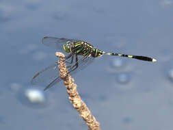 Image of Green Skimmer