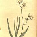 Plancia ëd Melasphaerula graminea (L. fil.) Ker Gawl.