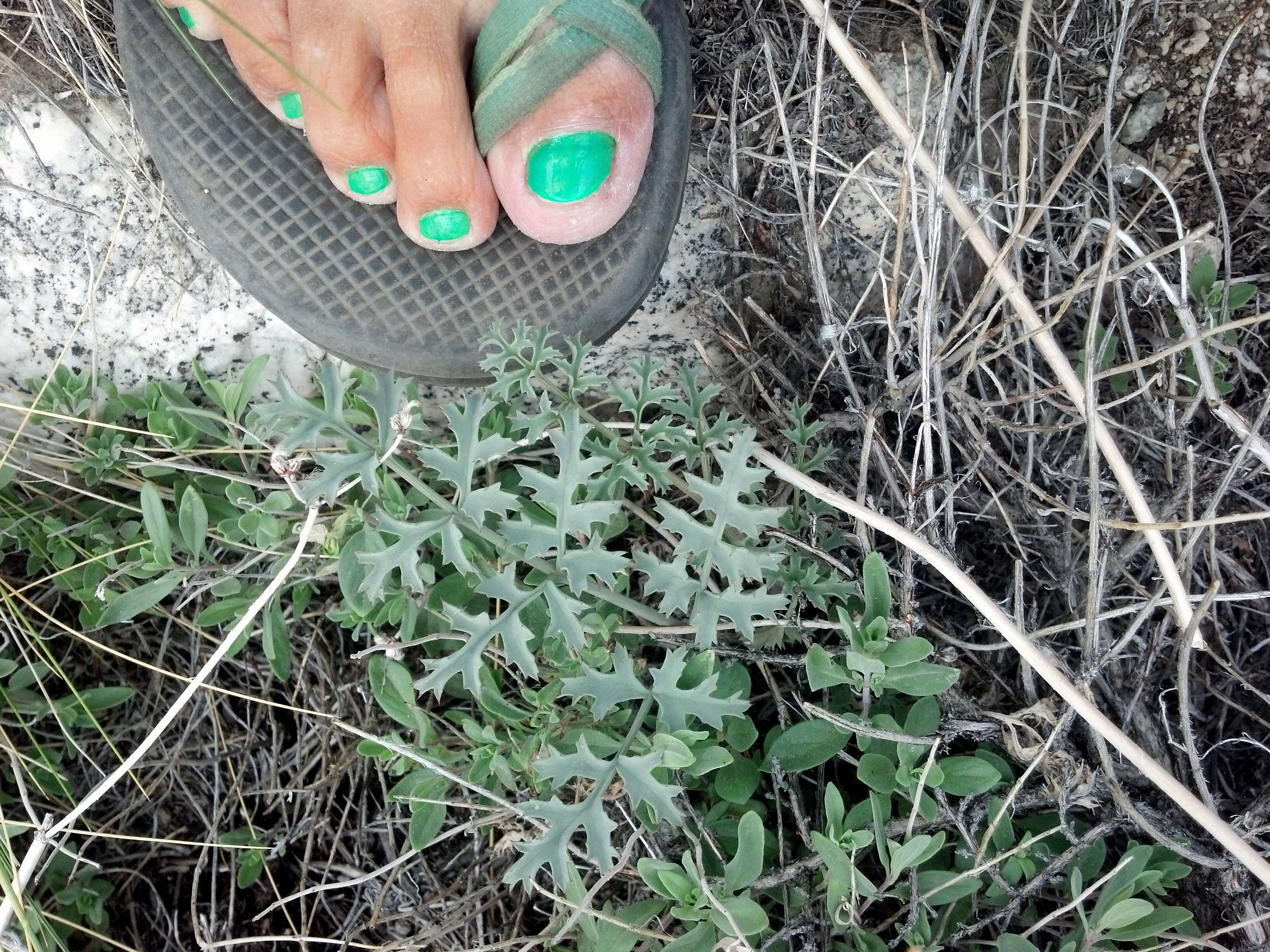 Imagem de Lomatium