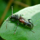 Image of grey-coated longhorn beetle