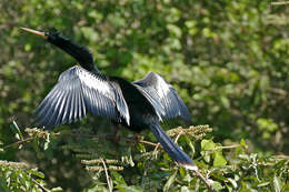 Image of anhingas and darters