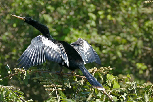 Image de Anhinga d'Amérique