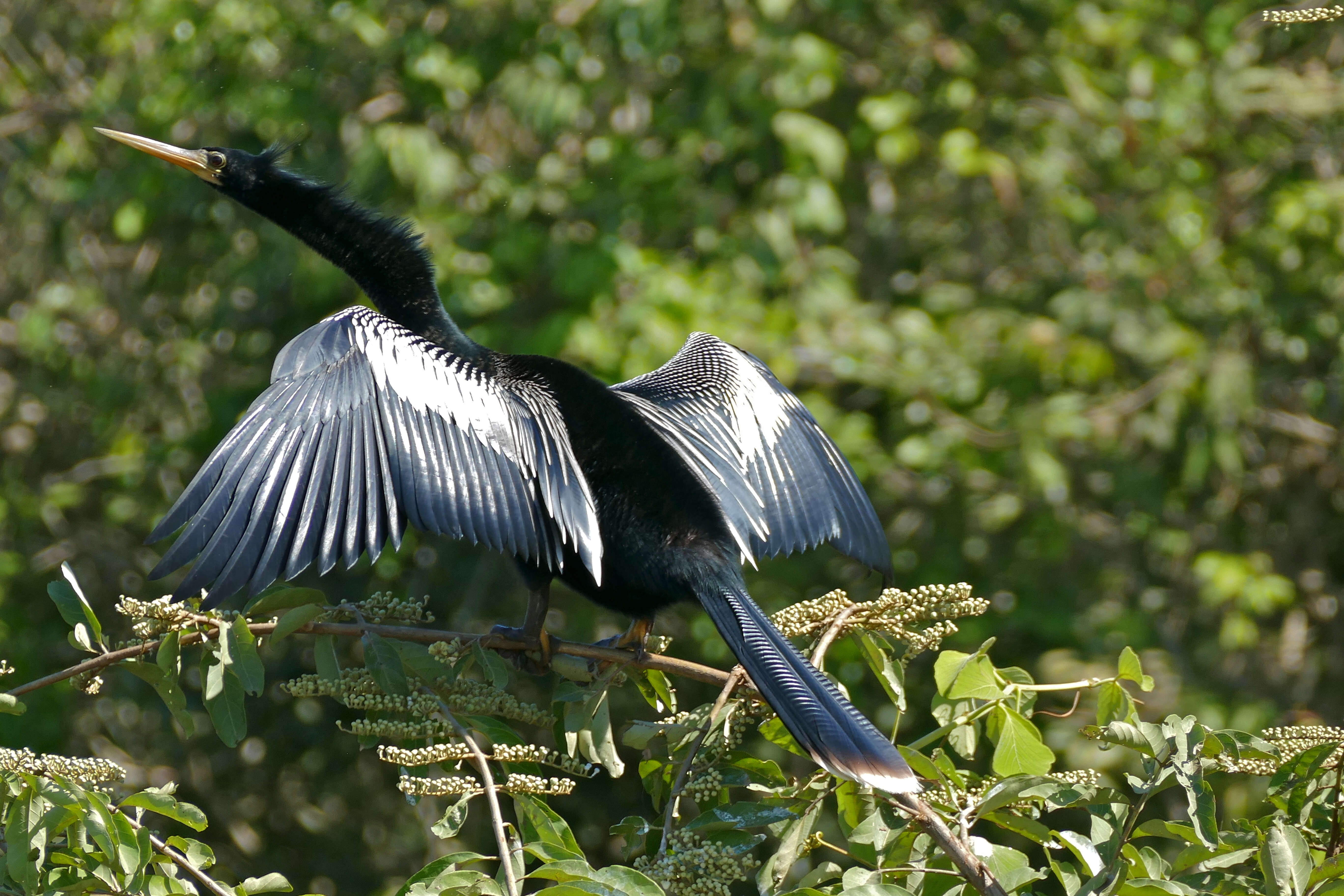 Image of anhingas and darters