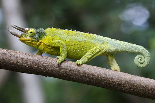 Image de Caméléon de Jackson