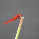 Image of Crimson Marsh Glider