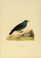 Image of Blue Rock Thrush