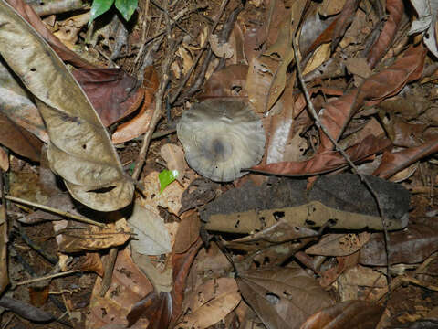 Image de Aspidosperma myristicifolium (Markgr.) Woodson