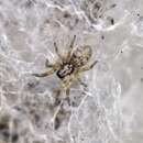 Image of Zoropsid spider